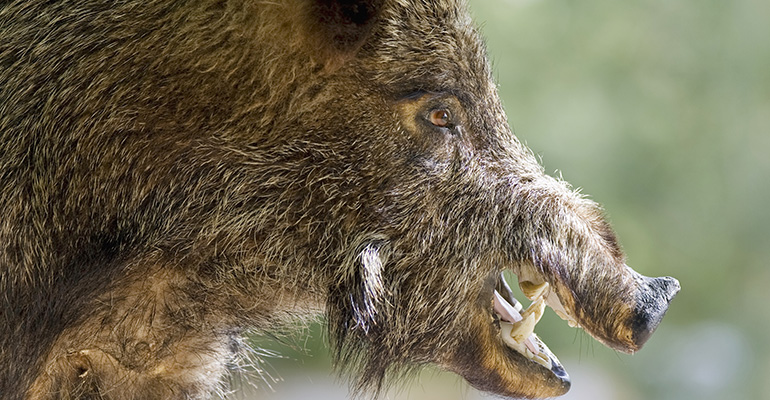 Närbild på ett vildsvin. Grön bakgrund.