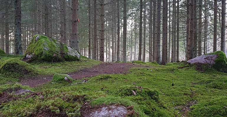 Skog mned mosiga stenar och en stig.