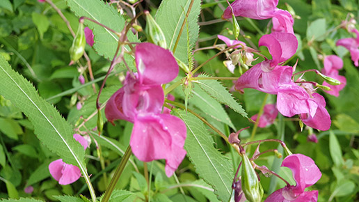 En växt med rosa blommor som växer väldigt kraftigt.