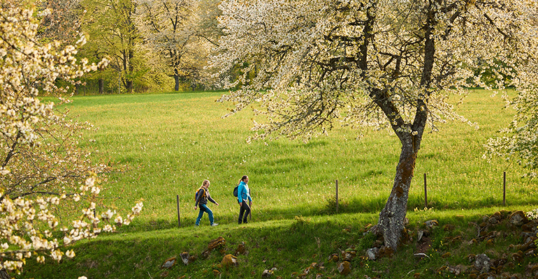 Två personer vandrar i ett landskap med blommande träd