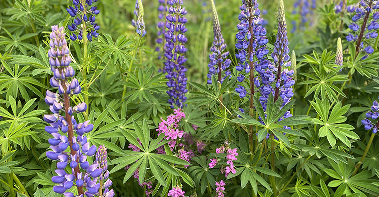 Blomsterlupin