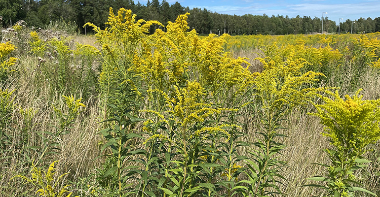 Kanadensiskt gullris