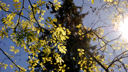 Rosenrobinia