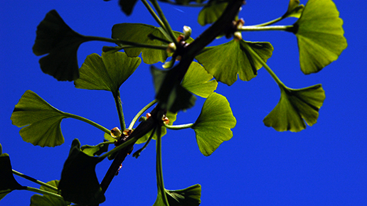 Gingko biloba