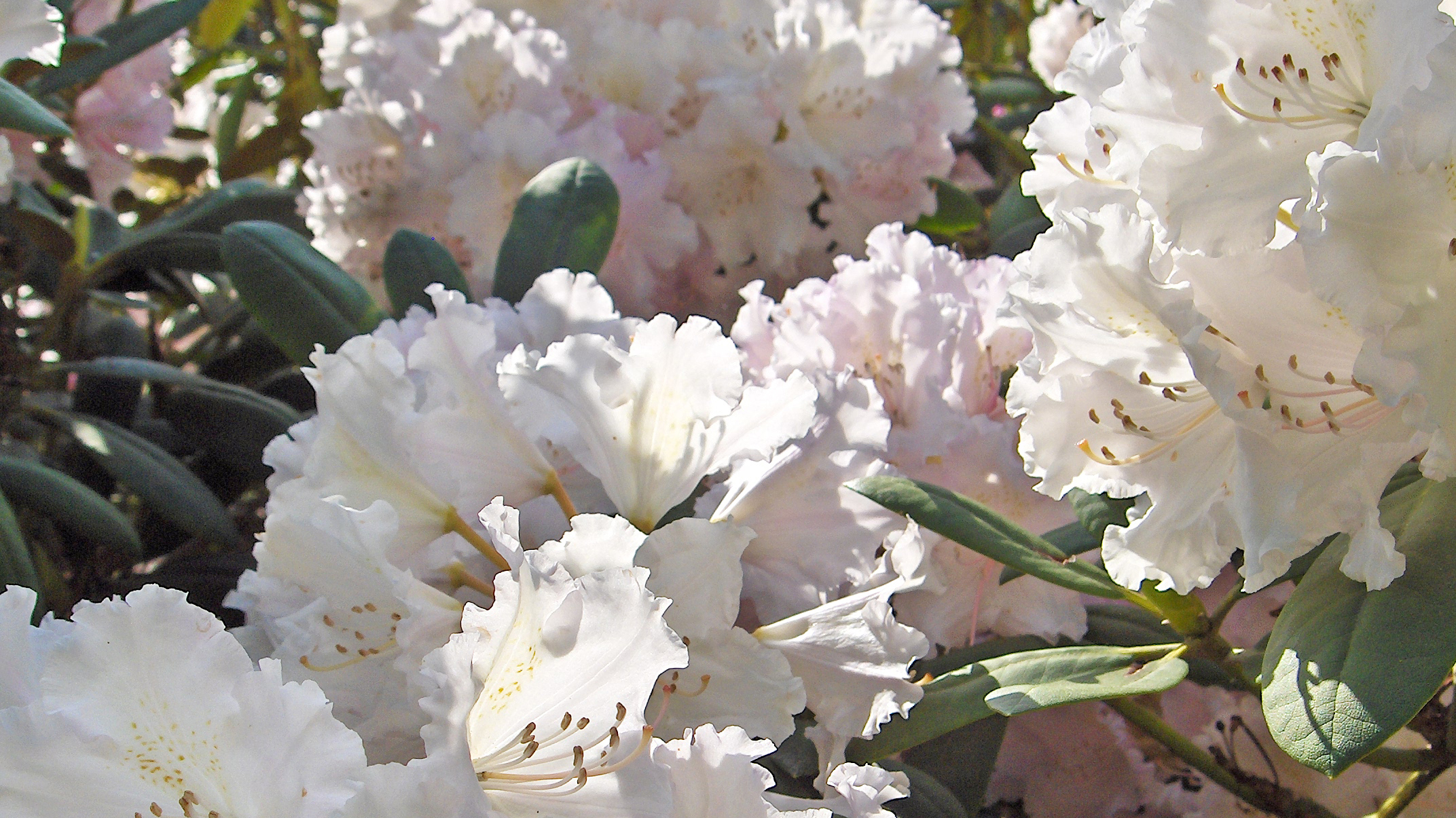 Vit rhododendron