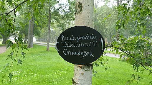 Ornäsbjörk med trädskylt.